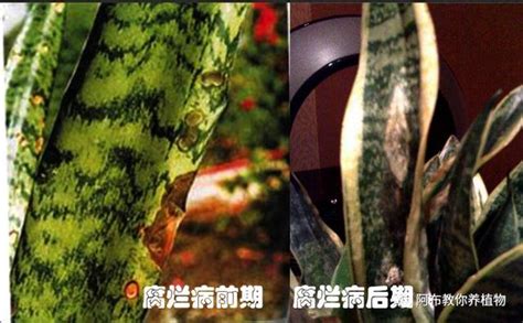 虎尾蘭炭疽病|阿布教你養植物｜基本你家虎皮蘭就是被這6種病弄死 